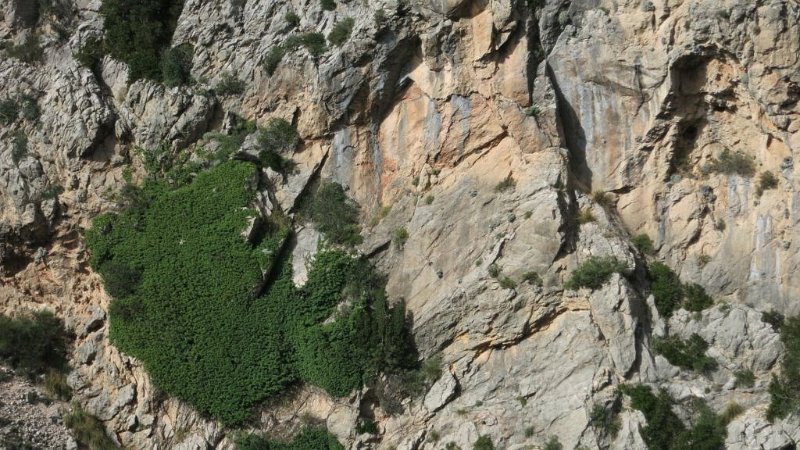 161024_Felsdecker.jpg - Mallorca-Wanderungen - 24.10.2016 Bianaraix   am Aufstieg  -  Felsdecker