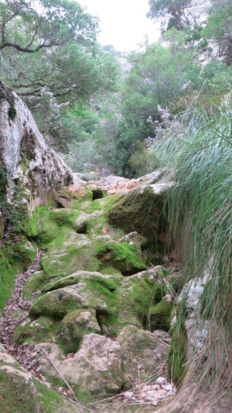 161026_Bachweg.jpg - Mallorca-Wanderungen - 26.10.2016 Aucanada   am Hinweg  -  neuer Abstieg im Bachbett 