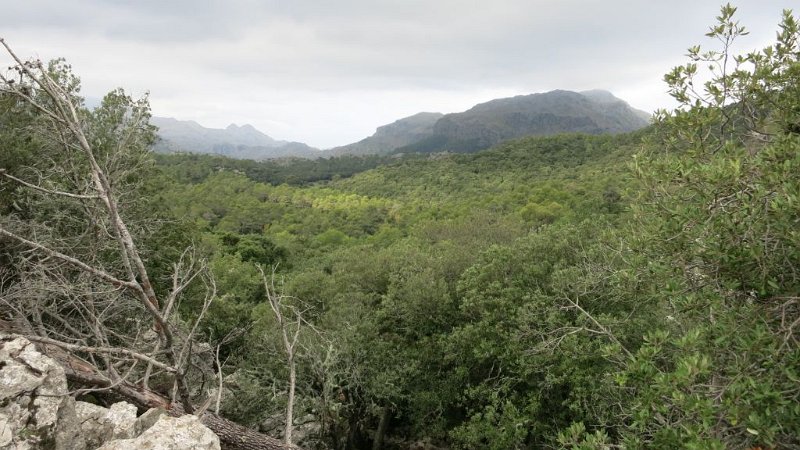 161010_Tal_Binifaldo.jpg - Mallorca-Wanderungen - 10.10.2016 Einlaufen auf dem GR 221 sowie auf Abzweigungen und -wegen vom Abstieg ins Binifaldo-Tal  - Binifaldo-Tal