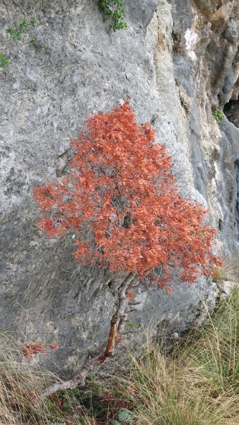 161019_Herbstkleid.jpg - Mallorca-Wanderungen - 19.10.2016 Mortitx  Abstieg ins Tal  -  Bäumchen mit Herbstkleidung