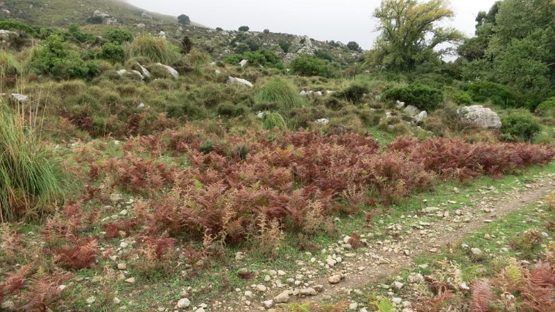 161022_Farn_rot.jpg - Mallorca-Wanderungen - 22.10.2016  Hochebene unterhalb Faratitx    an der Hochebene  - rot verfärbter Farn