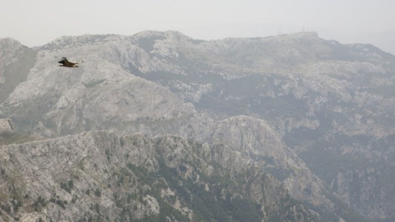 161025_Geier.jpg - Mallorca-Wanderungen - 25.10.2016 Penyal de Migdia   am Aufstieg  -  einer der Geier