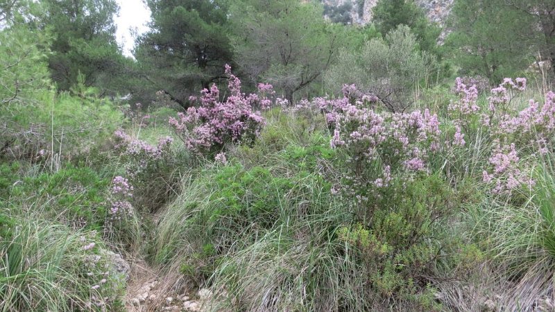 161026_Blueten.jpg - Mallorca-Wanderungen - 26.10.2016 Aucanada   am Abstieg  -  Blütenmeer