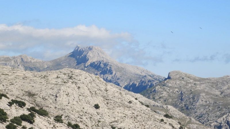 161027_Massanella.jpg - Mallorca-Wanderungen - 27.10.2016   L' Ofre über Comasema   kurz vor dem Gipfel  -  Galileu, Massanella