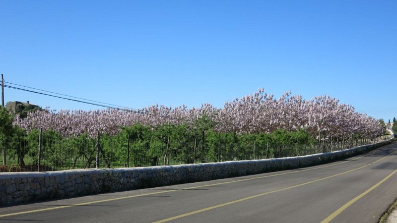 170329_Blueten.jpg - Mallorca-Wanderungen - 29.03.2017 Refugii Tossals Verds  bei der Hinfahrt  -  zwischen Moscari und Selva (Kirschblüten)