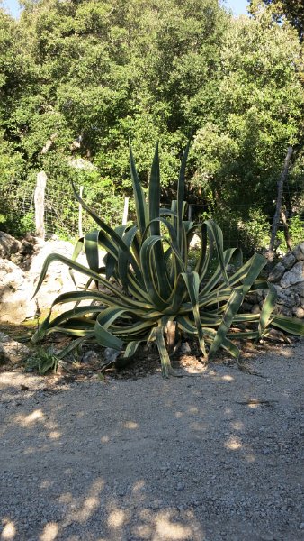 170330_Agave.jpg - Mallorca-Wanderungen - 30.03.2017 Mortitx  vom Hinweg  -  Riesen-Agave