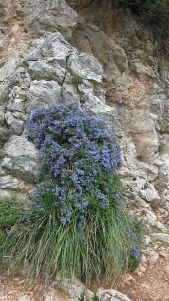 170403_Rosmarin.jpg - Mallorca-Wanderungen - 03.04.2017 Tomir  am Aufstieg  -   Rosmarin-Strauch