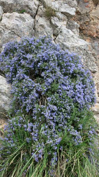 170403_Rosmarin_Zoom.jpg - Mallorca-Wanderungen - 03.04.2017 Tomir  am Aufstieg  -   Rosmarin-Strauch (Zoom)