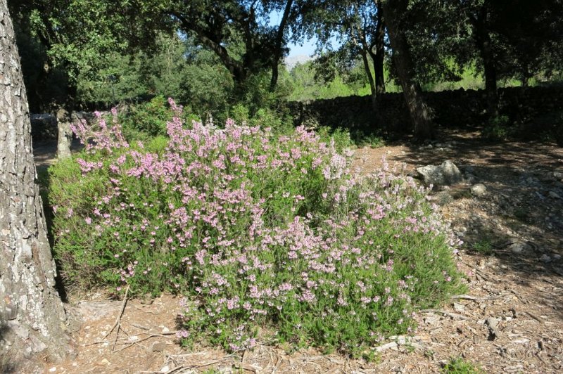 171014_Blueten.jpg - Mallorca-Wanderungen - 14.10.2017 Refugi des sa Coma de Binifaldó   Blütenpracht