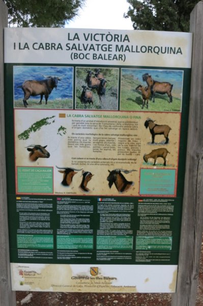 171023_Info_cabra.jpg - Mallorca-Wanderungen - 23.10.2017 Talaia d' Alcudia von Victoria mit Abstecher Richtung Cap des Pinar   Victoria - Info zur mallorquinischen Ziege
