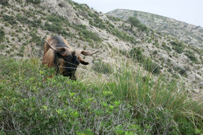 171023_cabra_Original.jpg - Mallorca-Wanderungen - 23.10.2017 Talaia d' Alcudia von Victoria   beim Abstieg - mallorquinischer Ziegenbock im Original