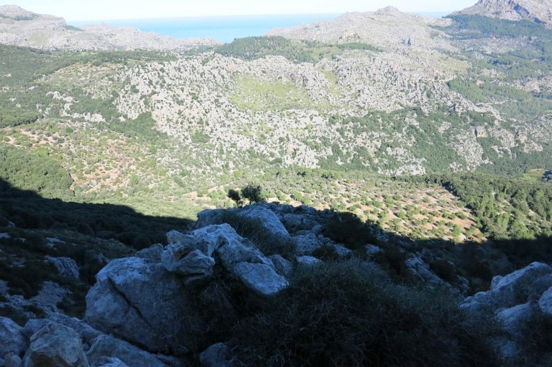 171025_Olivenhain.jpg - Mallorca-Wanderungen - 25.10.2017 Pas de Diable-Cami de Ninot   Höhenweg - Olivenhain
