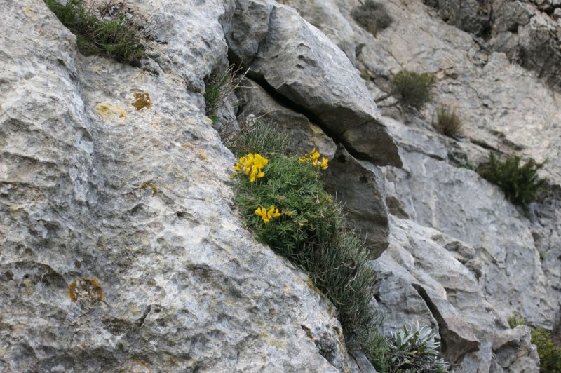 180307_Blume_Fels.jpg - Mallorca-Wanderungen - 07.03.2018 Tomir mit Umrundung  am Abstieg - Blume am Fels 