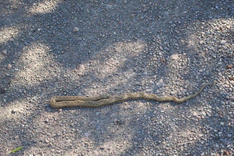 180311_Schlange_1.jpg - Mallorca-Wanderungen - 11.03.2018  Sonntagswanderung  auf dem Weg  -  Nordafrikanische Kapuzennatter* (Macroprotodon mauritanicus) unbewegt (stellt sich tot)  * = ist erst seit kurzem eine eigene Art