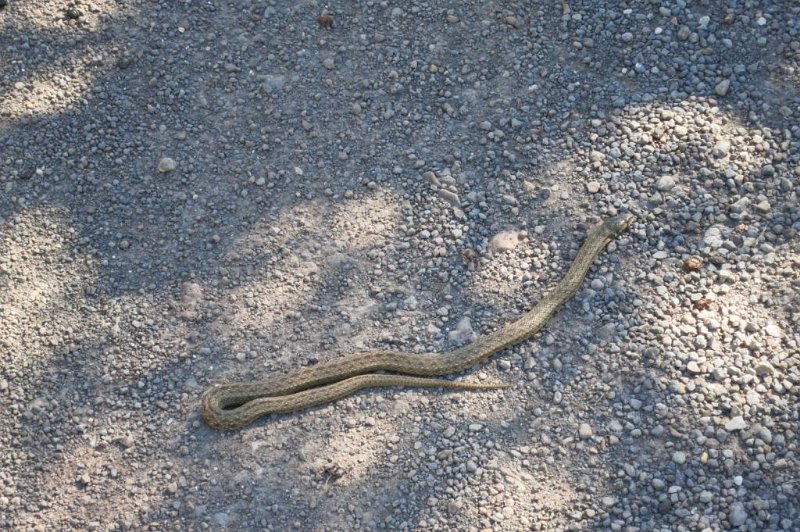 180311_Schlange_2.jpg - Mallorca-Wanderungen - 11.03.2018  Sonntagswanderung  auf dem Weg  -  Nordafrikanische Kapuzennatter bewegt sich langsam 