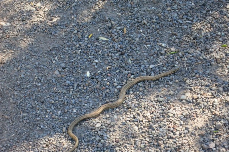 180311_Schlange_3.jpg - Mallorca-Wanderungen - 11.03.2018  Sonntagswanderung  auf dem Weg  -  Nordafrikanische Kapuzennatter flüchtet (ungiftig)  von den 5 Schlangenarten auf Mallorca ist nur die Eidechsennatter giftig, aber nicht tödlich (Quelle: LfU, Abt. 5)  die Hufeisennatter allerdings ist angriffslustig und kann 2 Meter lang sein 