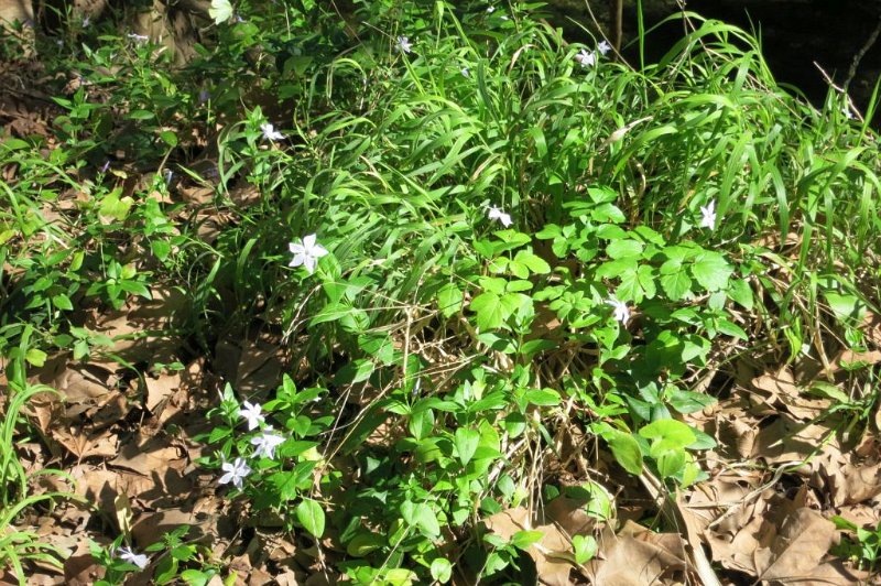 180312_Blumen.jpg - Mallorca-Wanderungen - 12.03.2018  cami del Ninot - cami de can Romi  auf dem Rückweg (GR 221)  -  besondere Blumen  (sind mir bisher nicht aufgefallen)l