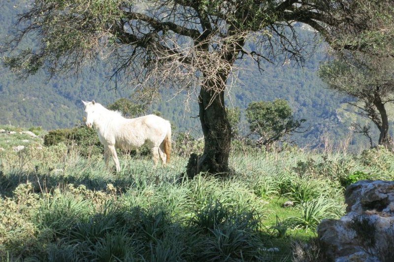 180312_Pferd.jpg - Mallorca-Wanderungen - 12.03.2018  cami del Ninot - cami de can Romi  auf der Hochebene Fartaritx  -  Pferd auf Diät 