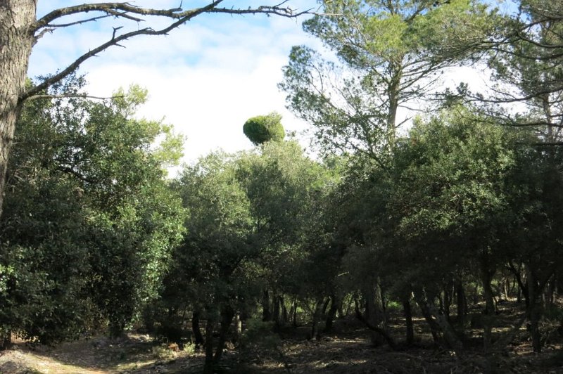180313_Baum_auf_Baum.jpg - Mallorca-Wanderungen - 13.03.2018  Comasema - Es Barracons  am Pass (Pla de s'Aigua)  -  besonderer Baum auf Baum