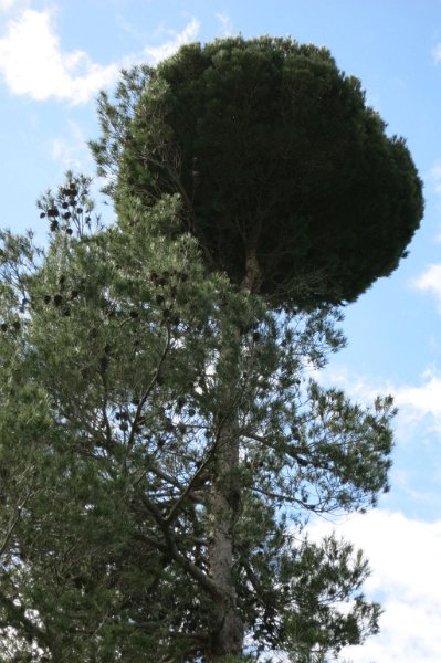 180313_Baum_auf_Baum_Zoom.jpg - Mallorca-Wanderungen - 13.03.2018  Comasema - Es Barracons  am Pass (Pla de s'Aigua)  -  besonderer Baum auf Baum (Zoom) 