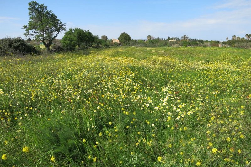 180321_Blumenwiese.jpg - Mallorca-Wanderungen - 21.03.2018  Talaia d' Alcudia  vom Rückweg in Alcudia  -  Blumenwiese