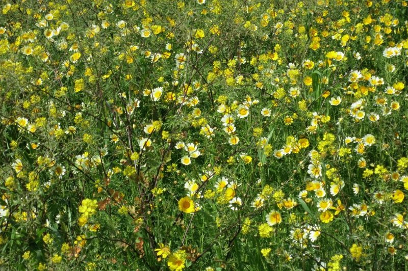 180321_Blumenwiese_Zoom.jpg - Mallorca-Wanderungen - 21.03.2018  Talaia d' Alcudia  vom Rückweg in Alcudia  -  Blumenwiese (Zoom)