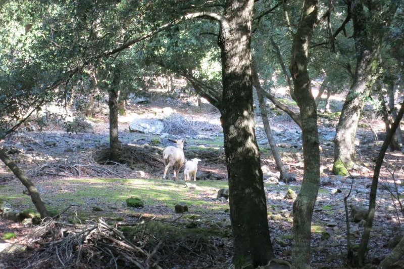181012_Lamm.jpg - Mallorca-Wanderungen - 12.10.2018 Coma Sema, Barancones - vom Abstieg zu Coma Sema   Schaf mit frischem Herbst-Lamm (sehr selten)