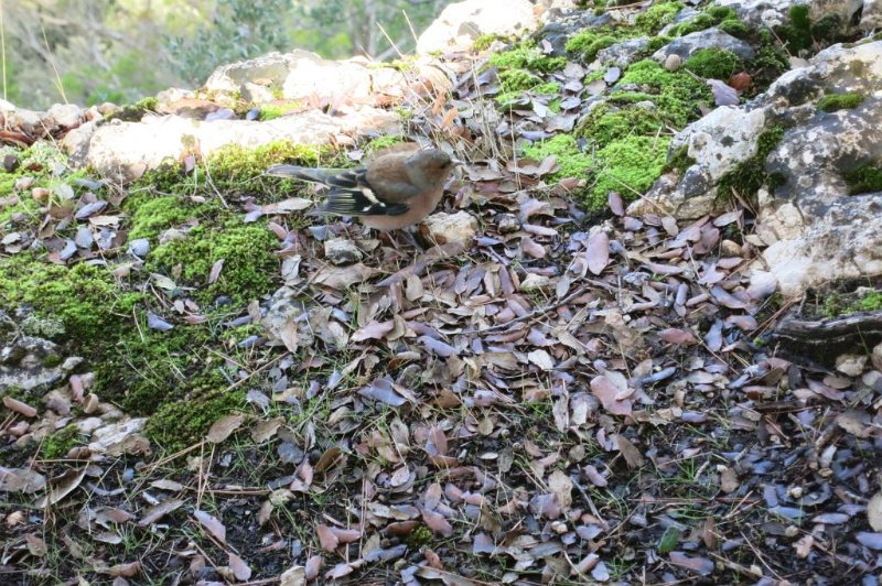 181016_Bettel-Vogel.jpg - Mallorca-Wanderungen - 16.10.2018 Alcanella, Coll de sa Batalla - am Mirador del Fom   Bettel-Vogel