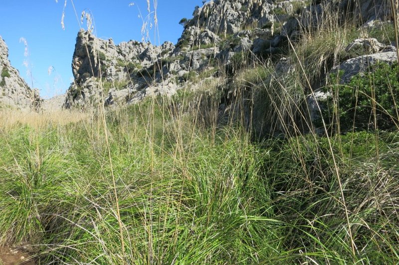 181025_Dissgras_1.jpg - Mallorca-Wanderungen - 25.10.2018 Mortitx - vom Ende des Aufstieges   Ähren des Dissgrases