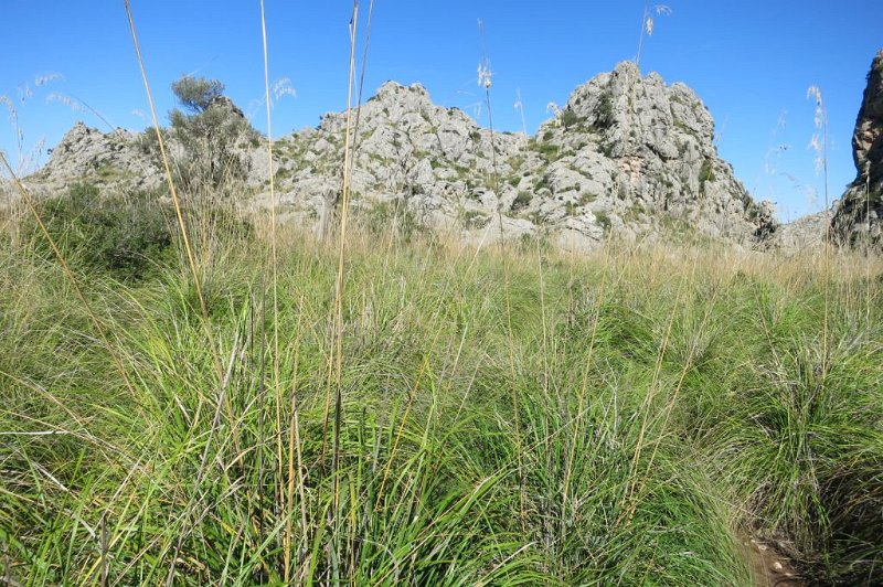 181025_Dissgras_2.jpg - Mallorca-Wanderungen - 25.10.2018 Mortitx - vom Ende des Aufstieges   Ähren des Dissgrases