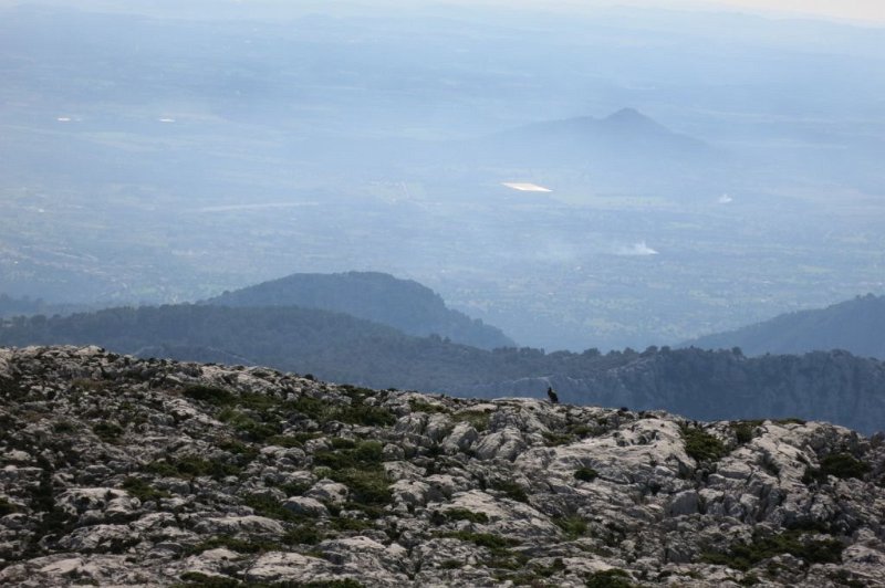 181026_Geier.jpg - Mallorca-Wanderungen - 26.10.2018 Tomir mit Umrundung Alcanella - am Gipfel Tomir   Geier 