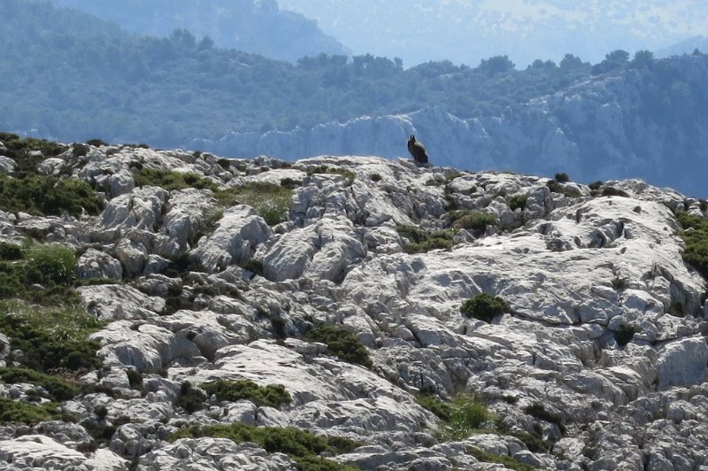 181026_Geier_Zoom.jpg - Mallorca-Wanderungen - 26.10.2018 Tomir mit Umrundung Alcanella - am Gipfel Tomir   Geier Zoom