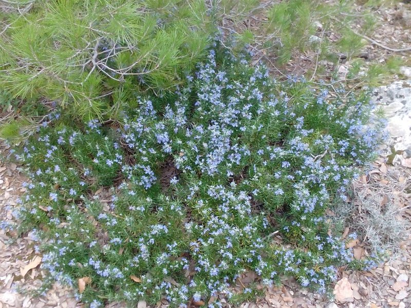 190305_Rosmarin.jpg - Mallorca-Wanderungen - 05.03.2019 Binifaldo - vom Wanderweg  Rosmarin (spanisch romero, mallorquin romani) in voller Blüte 