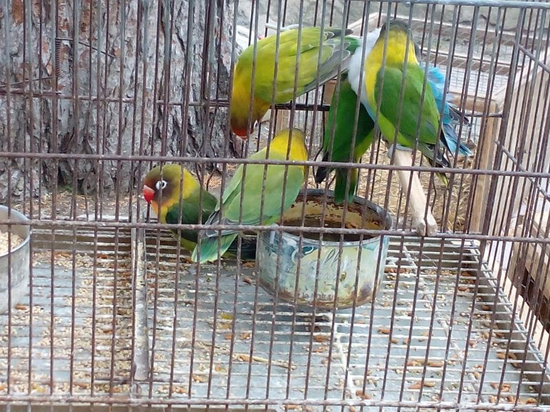 190313_Voegel.jpg - Mallorca-Wanderungen - 13.03.2019 Sineu - auf dem Markt  Pfirsichköpfchen (im Englischen Fischers Unzertrennliche) Ursprung Tansania