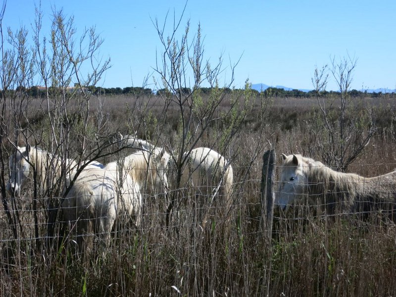 190315_Camargue-Pferde.jpg - Mallorca-Wanderungen - 15.03.2019 Naturpark S' Albufera - vom Rundweg  Camargue-Pferde