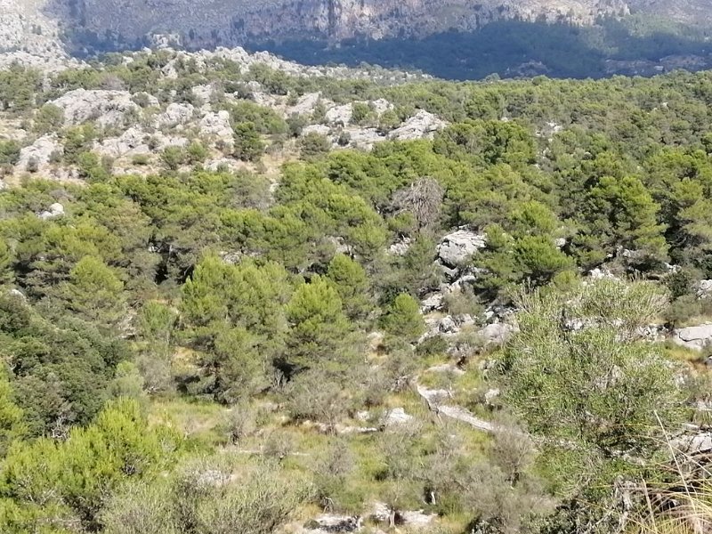 191006_Wald.jpg - Mallorca-Wanderungen - 06.10.2019 - Binifaldo - auf dem Rückweg  viel Grün auf den Felsen (Smartphone)