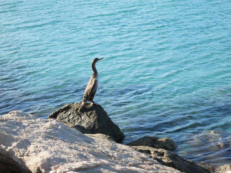 191019_Kormoran.jpg - Mallorca-Wanderungen - 19.10.2019 - Strandwanderung - vom Steg S' Oberta  Kormoran