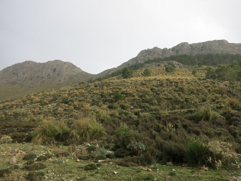 191023_Rateta_Franquesa.jpg - Mallorca-Wanderungen - 23.10.2019 - Sa Rateta, Na Franquesa - vom Rückweg im Tal  Sa Rateta und Na Franquesa
