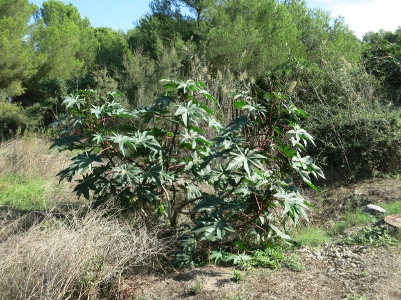 191024_Busch_1.jpg - Mallorca-Wanderungen - 24.10.2019 - Can Picafort - Platja Muro, Balneario 4  unbekannte Pflanze, (in dieser Größe) noch nicht gesehen