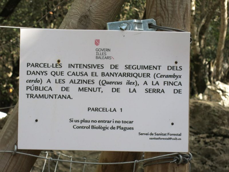 191025_Info.jpg - Mallorca-Wanderungen - 25.10.2019 - Menut, Binifaldotal - Rückweg bei Menut  hier werden Schäden des Großen Holzbockes bei Steineichen erfasst