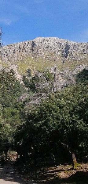 200312_Tomir.jpg - Mallorca-Wanderungen - 12.03.2020 - vom March-Tal zum Binifaldo-Tal -  vom Wanderweg   Tomir, Nebengipfel 