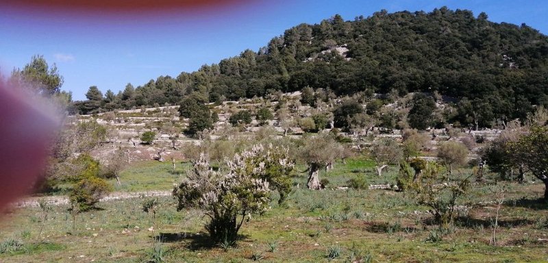 200314_Terassen.jpg - Mallorca-Wanderungen - 14.03.2020 - Coll de Sa Batalla - Alcanella - vom Wanderweg   Terassen bei Son Amer bei Kloster Lluc