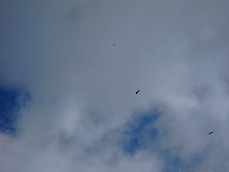 Adler.jpg - Mallorca-Wanderungen - 18.10.2009 Sonntagswanderung   vom Rundweg - Geier kreisen