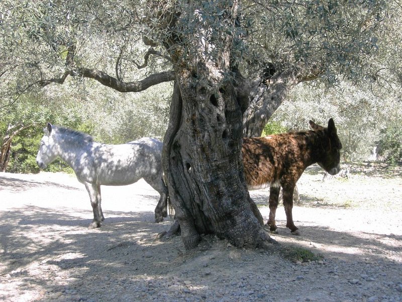 Esel_Pferd.jpg - Mallorca-Wanderungen - 23.03.2009 Port de Soller   vom Wanderweg - Pferd und Esel 