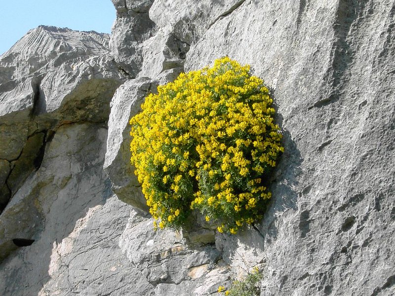Nischenbewohner_09.jpg - Mallorca-Wanderungen - 24.03.2009 Massanella   von der Canaletta - meine Blume 