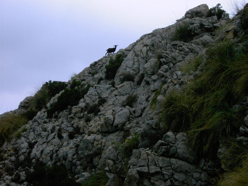 Ziege_Berg.jpg - Mallorca-Wanderungen - 17.10.2009 Tomir   vom Aufstieg - Ziege beobachtet 