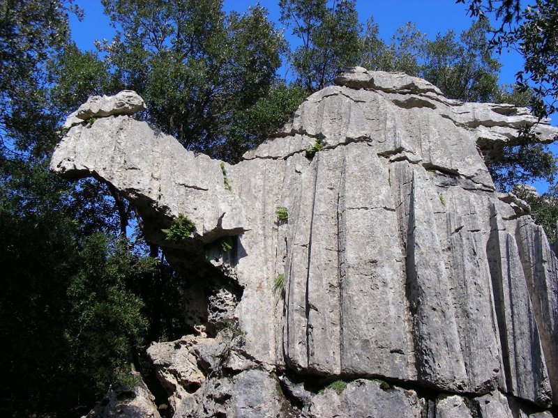 100314_Kamel_A.jpg - Mallorca-Wanderungen - 14.03.2010 Sonntagswanderung   beim Kloster Lluc - wirklich ein Kamel (A)