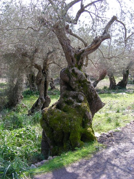 100314_Olivenbaeume_A.jpg - Mallorca-Wanderungen - 14.03.2010 Sonntagswanderung   vom Rundweg - knorrige Olivenbäume (A)