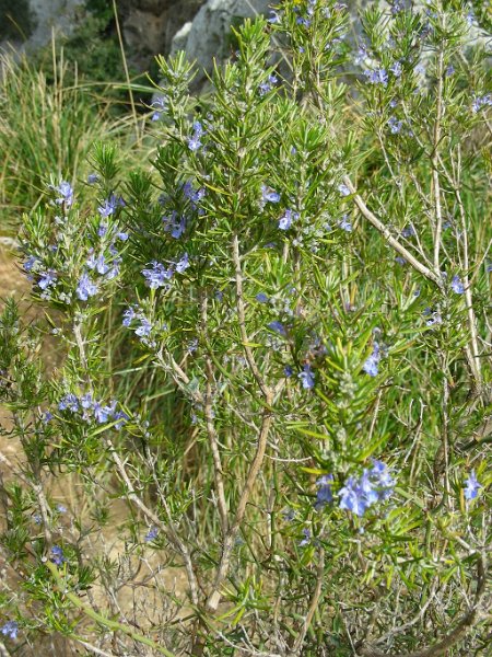 100318_Rosmarin_Abschied_A.jpg - Mallorca-Wanderungen - 18.03.2010 Mortitx  Rückweg - ein Rosmarin zum Abschied (A)