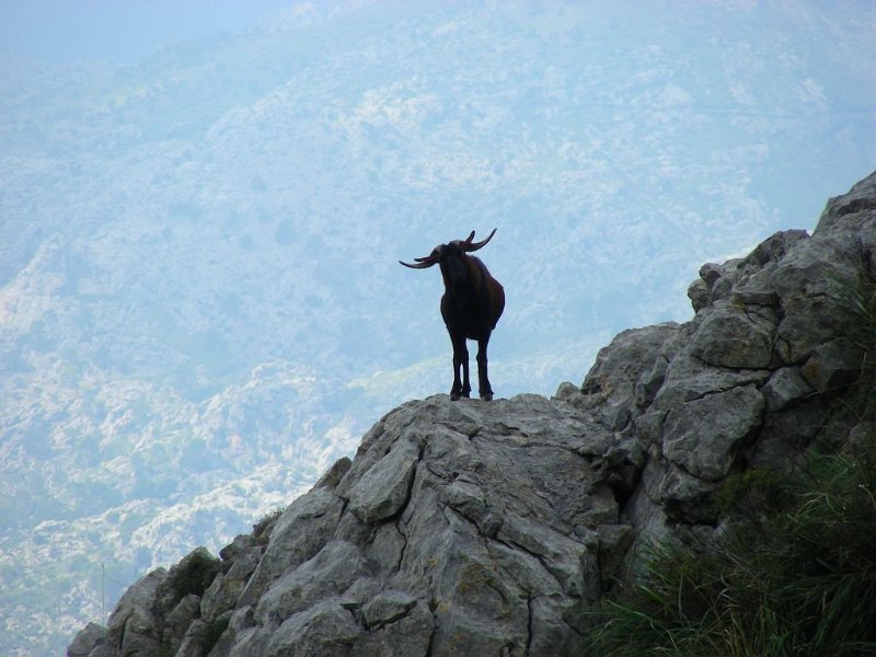 101015_Bock_Tomir_A.jpg - Mallorca-Wanderungen - 15.10.2010 Tomir  vom Aufstieg - Ziegenbock (A)